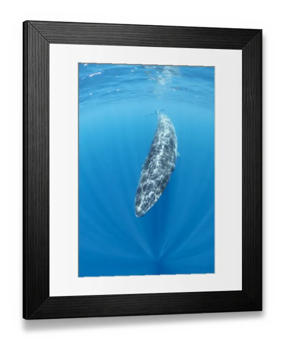 Framed Print : Brydes whale (Balaenoptera edeni) Trincomalee, Eastern Province, Sri Lanka Framed Print : Brydes whale (Balaenoptera edeni) Trincomalee, Eastern Province, Sri Lanka