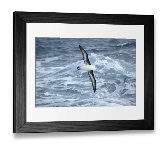 Framed Print : Campbell albatross (Diomedea melanophrys impavida) over sea south of Campbell Islands Framed Print : Campbell albatross (Diomedea melanophrys impavida) over sea south of Campbell Islands