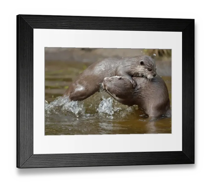 Framed Print : Asian small-clawed otter (Aonyx cinerea) two young females play-fighting, Edinburgh Zoo Framed Print : Asian small-clawed otter (Aonyx cinerea) two young females play-fighting, Edinburgh Zoo