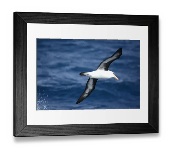 Framed Print : Campbell albatross (Diomedea melanophrys impavida) over sea south of Campbell Islands Framed Print : Campbell albatross (Diomedea melanophrys impavida) over sea south of Campbell Islands