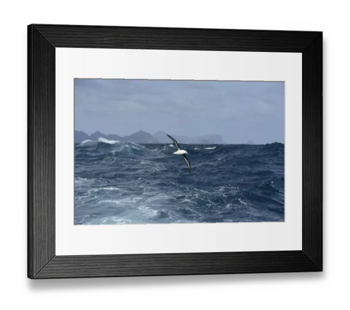 Framed Print : Campbell albatross (Diomedea melanophrys impavida) over sea south of Campbell Islands Framed Print : Campbell albatross (Diomedea melanophrys impavida) over sea south of Campbell Islands