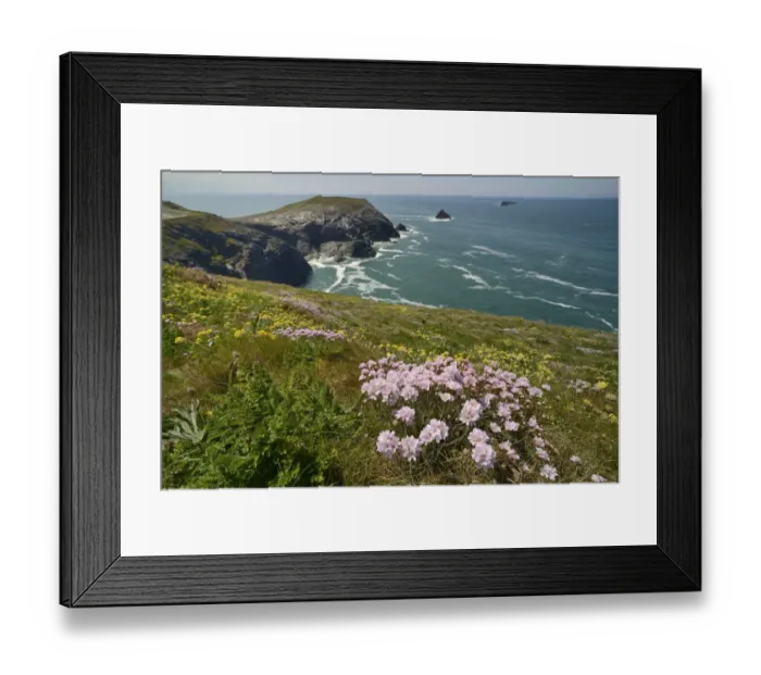 Framed Print : Sea thrift (Armeria maritima) and Kidney vetch (Anthyllis vulneraria) flowering on clifftop Framed Print : Sea thrift (Armeria maritima) and Kidney vetch (Anthyllis vulneraria) flowering on clifftop