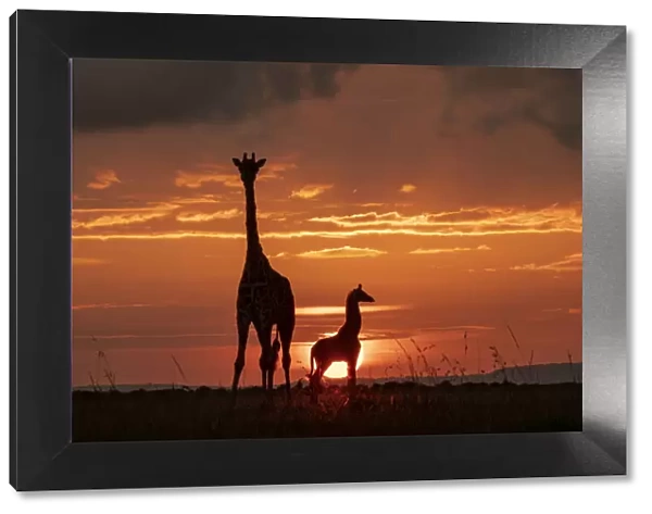 Masai giraffe (Giraffa camelopardalis tippelskirchi), female and calf at sunset