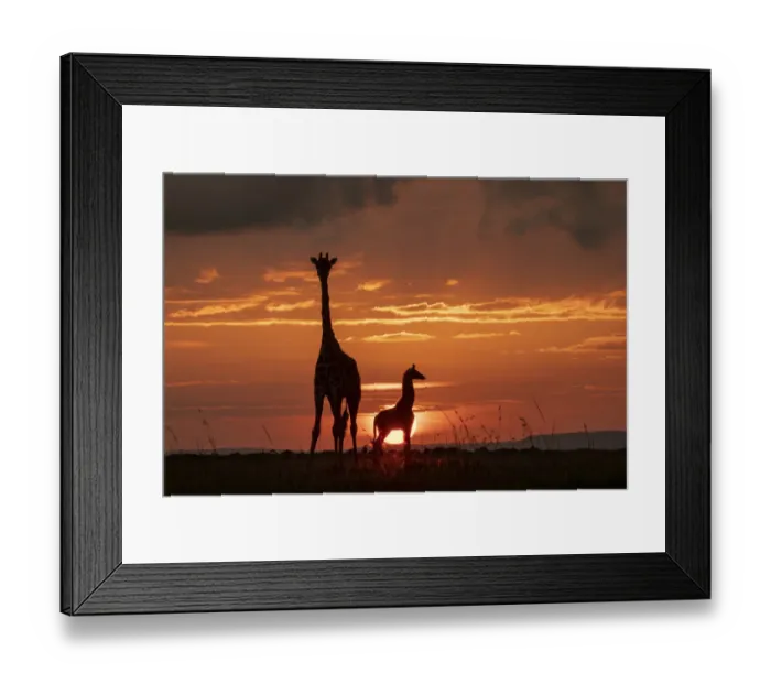 Framed Print : Masai giraffe (Giraffa camelopardalis tippelskirchi), female and calf at sunset Framed Print : Masai giraffe (Giraffa camelopardalis tippelskirchi), female and calf at sunset