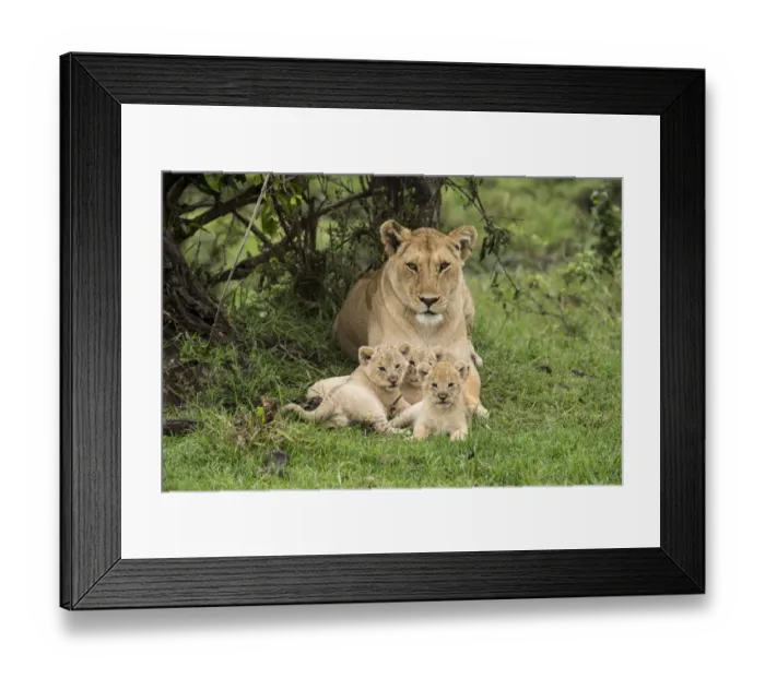 Framed Print : Lion (Panthera leo), female with three cubs age 6 weeks, Masai-Mara Game Reserve, Kenya Framed Print : Lion (Panthera leo), female with three cubs age 6 weeks, Masai-Mara Game Reserve, Kenya