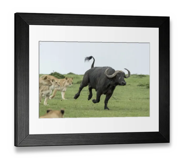 Framed Print : Lion (Panthera leo), females hunting buffalo, Masai-Mara Game Reserve, Kenya Framed Print : Lion (Panthera leo), females hunting buffalo, Masai-Mara Game Reserve, Kenya