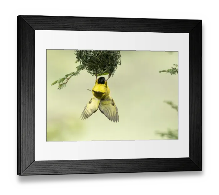 Framed Print : Village weaver (Ploceus cucullatus) male bird building nest, Masai-Mara Game Reserve Framed Print : Village weaver (Ploceus cucullatus) male bird building nest, Masai-Mara Game Reserve