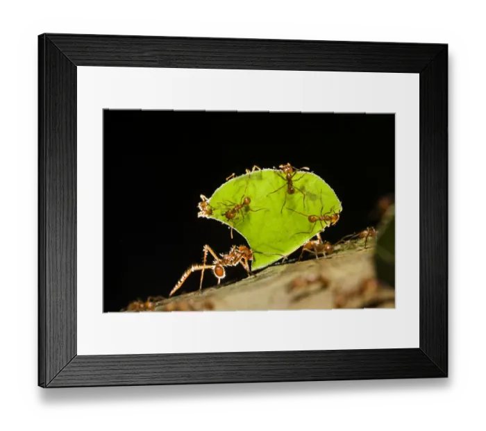 Framed Print : Leafcutter ant (Atta cephalotes) carrying pieces of leaves, Costa Rica Framed Print : Leafcutter ant (Atta cephalotes) carrying pieces of leaves, Costa Rica