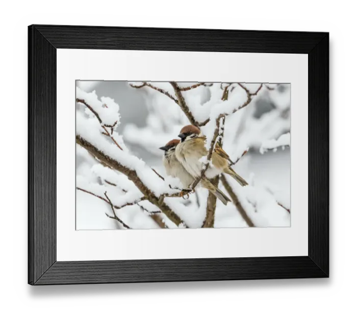 Framed Print : Tree sparrows (Passer montanus) in snow, Bavaria, Germany, March Framed Print : Tree sparrows (Passer montanus) in snow, Bavaria, Germany, March