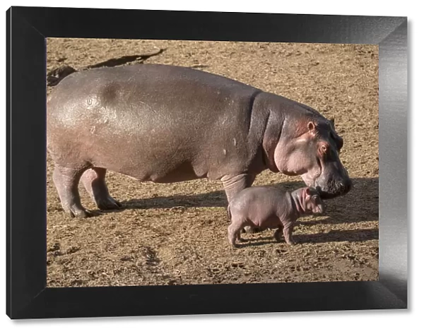 Hippopotamus (Hippopotamus amphibius), female with calf on land, Masai-Mara Game Reserve