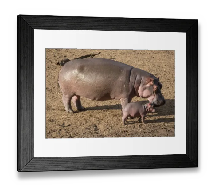 Framed Print : Hippopotamus (Hippopotamus amphibius), female with calf on land, Masai-Mara Game Reserve Framed Print : Hippopotamus (Hippopotamus amphibius), female with calf on land, Masai-Mara Game Reserve