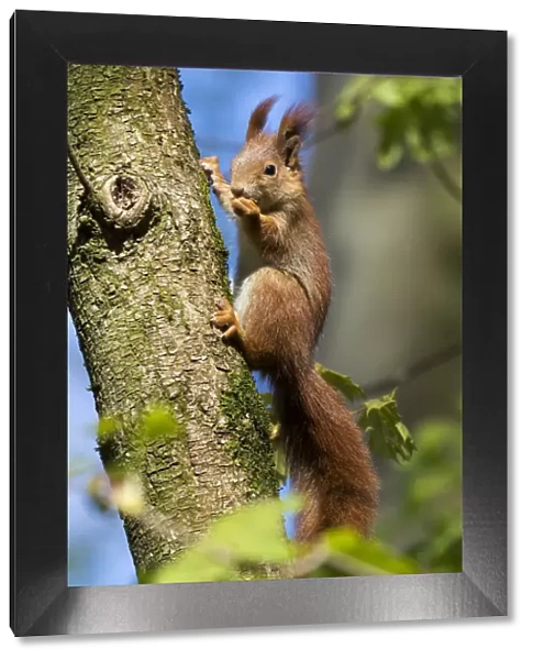 Red squirrel (Sciurus vulgaris) feeding in a tree, Bavaria, Germany, Europe
