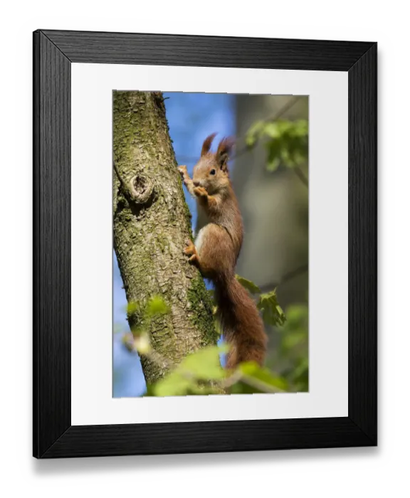 Framed Print : Red squirrel (Sciurus vulgaris) feeding in a tree, Bavaria, Germany, Europe Framed Print : Red squirrel (Sciurus vulgaris) feeding in a tree, Bavaria, Germany, Europe