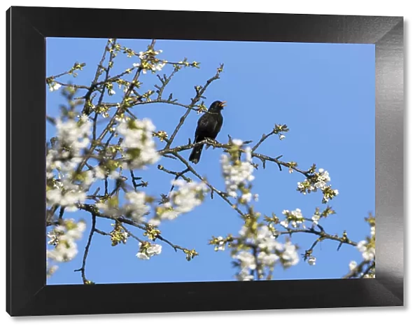 Blackbird (Turdus merula) male in singing in spring, Bavaria, Germany, April