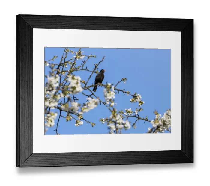 Framed Print : Blackbird (Turdus merula) male in singing in spring, Bavaria, Germany, April Framed Print : Blackbird (Turdus merula) male in singing in spring, Bavaria, Germany, April