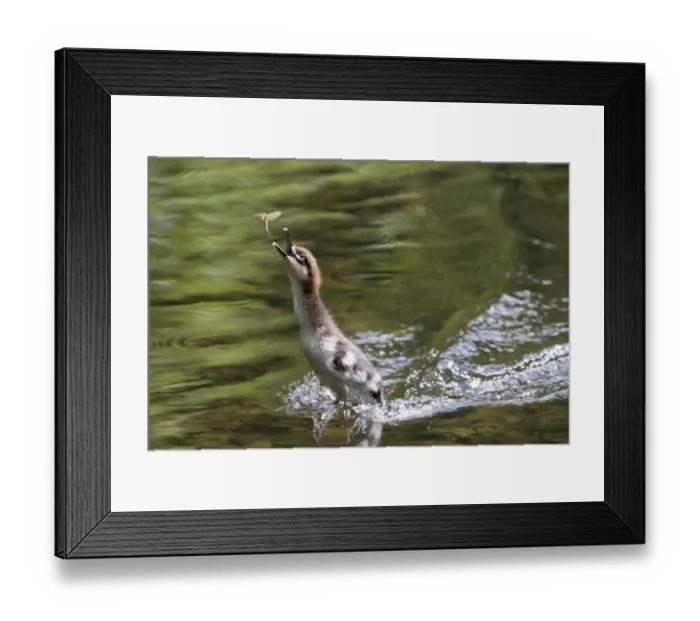 Framed Print : Goosander (Mergus merganser) chick hunting mayfly, Upper Bavaria, Germany Framed Print : Goosander (Mergus merganser) chick hunting mayfly, Upper Bavaria, Germany