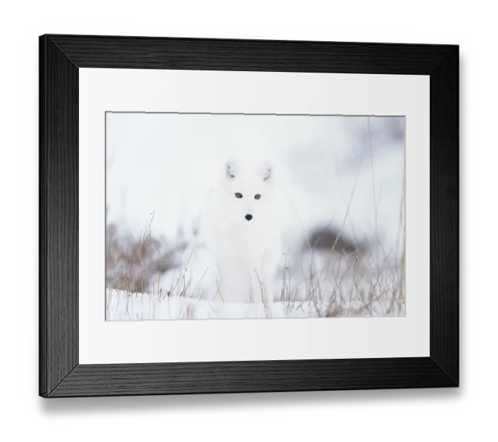 Framed Print : Arctic fox (Alopex lagopus) in snow, Churchill, Canada