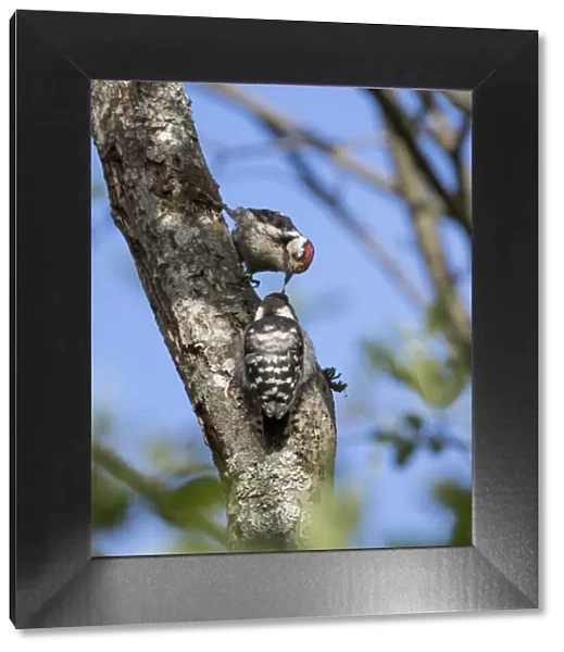 Lesser spotted woodpecker (Dryobates minor) male feeding chick, Bavaria, Germany, June