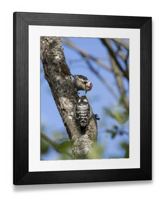 Framed Print : Lesser spotted woodpecker (Dryobates minor) male feeding chick, Bavaria, Germany, June Framed Print : Lesser spotted woodpecker (Dryobates minor) male feeding chick, Bavaria, Germany, June