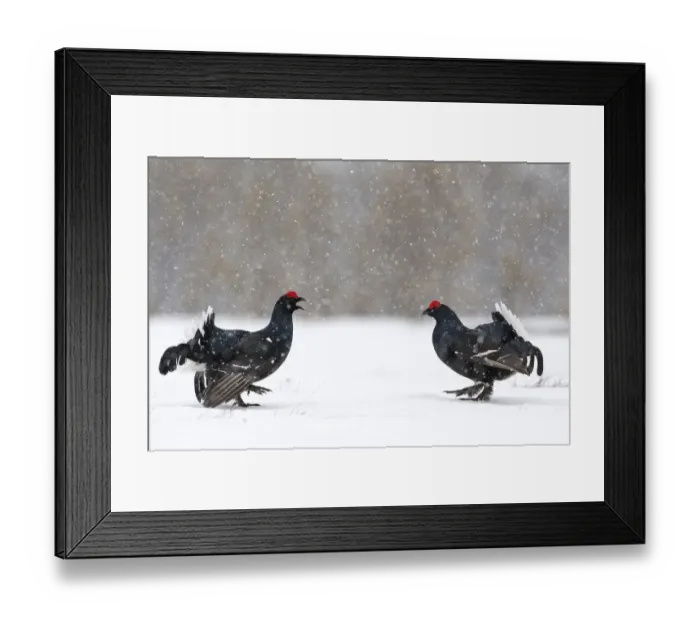 Framed Print : Black Grouse (Tetrao tetrix) males fighting at lek in the snow, Tver, Russia. April Framed Print : Black Grouse (Tetrao tetrix) males fighting at lek in the snow, Tver, Russia. April