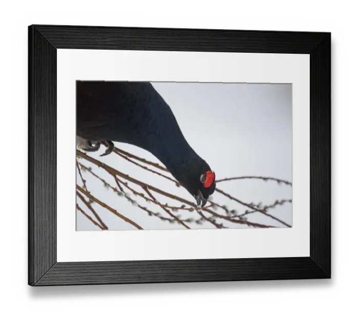 Framed Print : Black Grouse (Tetrao tetrix) males in winter, Tver, Russia. April Framed Print : Black Grouse (Tetrao tetrix) males in winter, Tver, Russia. April