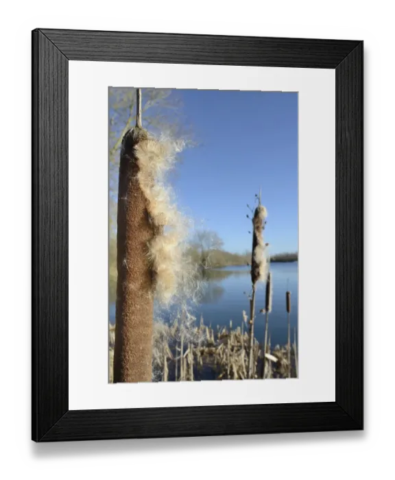 Framed Print : Greater Bullrush / Reedmace (Typha latifolia) with seeds emerging in winter ready Framed Print : Greater Bullrush / Reedmace (Typha latifolia) with seeds emerging in winter ready