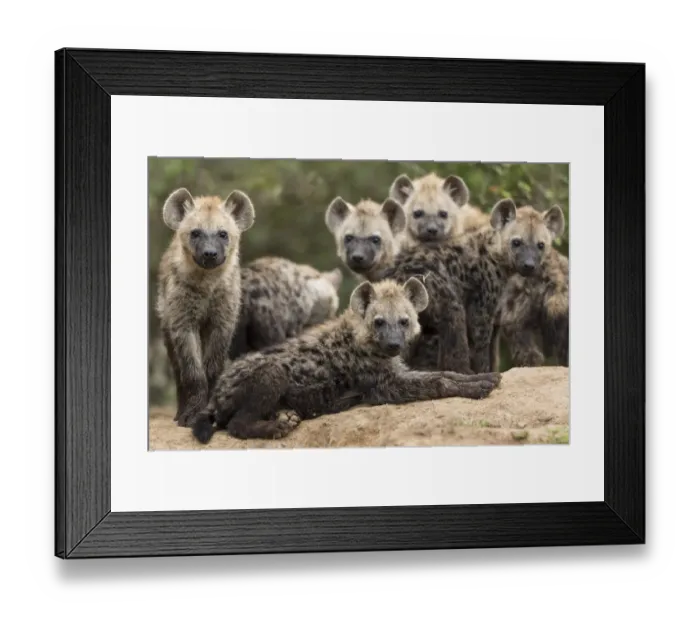 Framed Print : Spotted hyena (Crocuta crocuta), cubs together by den, Masai-Mara Game Reserve, Kenya Framed Print : Spotted hyena (Crocuta crocuta), cubs together by den, Masai-Mara Game Reserve, Kenya