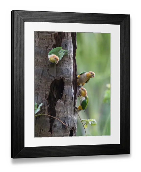 Framed Print : White-bellied parrots (Pionites leucogaster xanthomeri) in rainforest, Tambopata National Reserve Framed Print : White-bellied parrots (Pionites leucogaster xanthomeri) in rainforest, Tambopata National Reserve