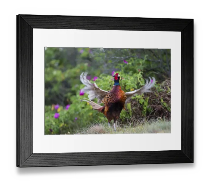 Framed Print : Pheasant (Phasianus colchicus) male calling, East Frisian Islands, Wittbulten National Park Framed Print : Pheasant (Phasianus colchicus) male calling, East Frisian Islands, Wittbulten National Park