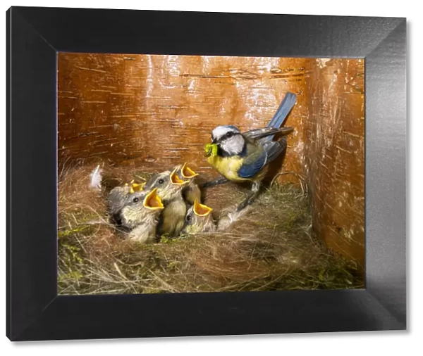 Blue tit (Cyanistes caeruleus) feeding young in the nestbox, Bavaria, Germany, May