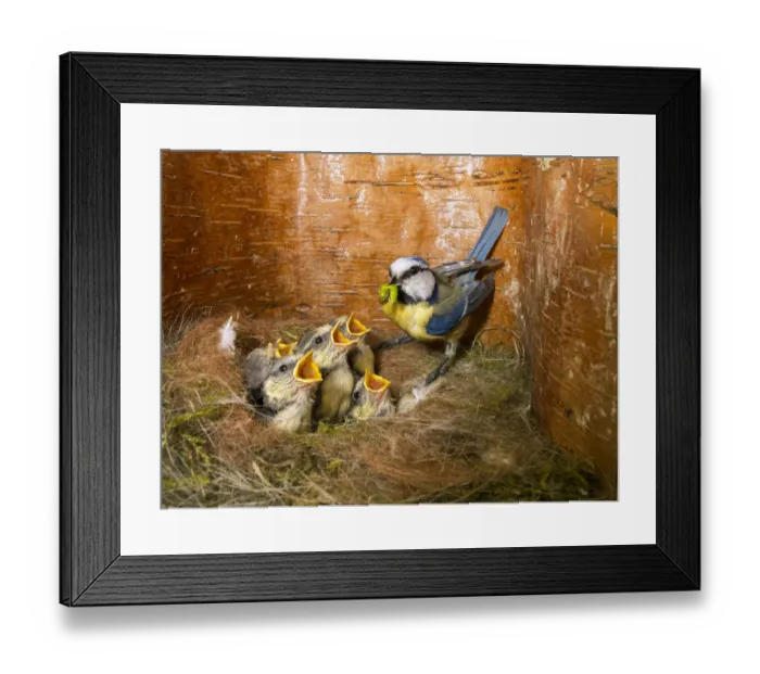 Framed Print : Blue tit (Cyanistes caeruleus) feeding young in the nestbox, Bavaria, Germany, May Framed Print : Blue tit (Cyanistes caeruleus) feeding young in the nestbox, Bavaria, Germany, May