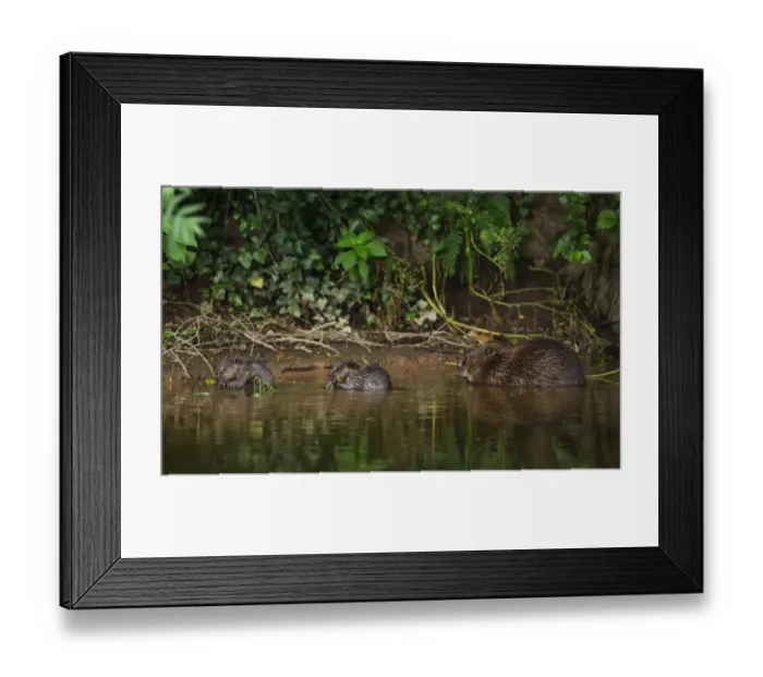 Framed Print : Beaver (Castor fibre) female feeding on willow bark with her two kits, River Otter Framed Print : Beaver (Castor fibre) female feeding on willow bark with her two kits, River Otter
