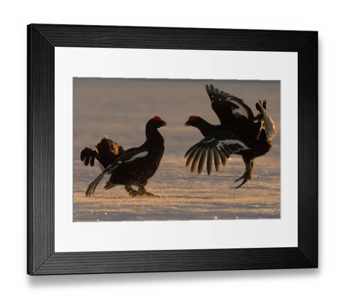 Framed Print : Black Grouse (Tetrao tetrix) males fighting in winter, Tver, Russia. April Framed Print : Black Grouse (Tetrao tetrix) males fighting in winter, Tver, Russia. April