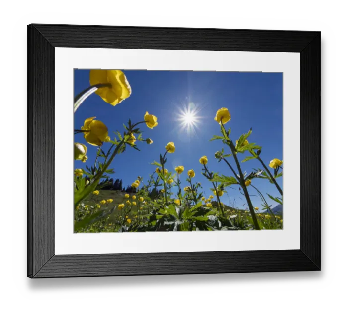 Framed Print : Globe flowers (Trollius europaeus) and bright sunshine, Augstmatthorn Mountain, Swiss Alps Framed Print : Globe flowers (Trollius europaeus) and bright sunshine, Augstmatthorn Mountain, Swiss Alps