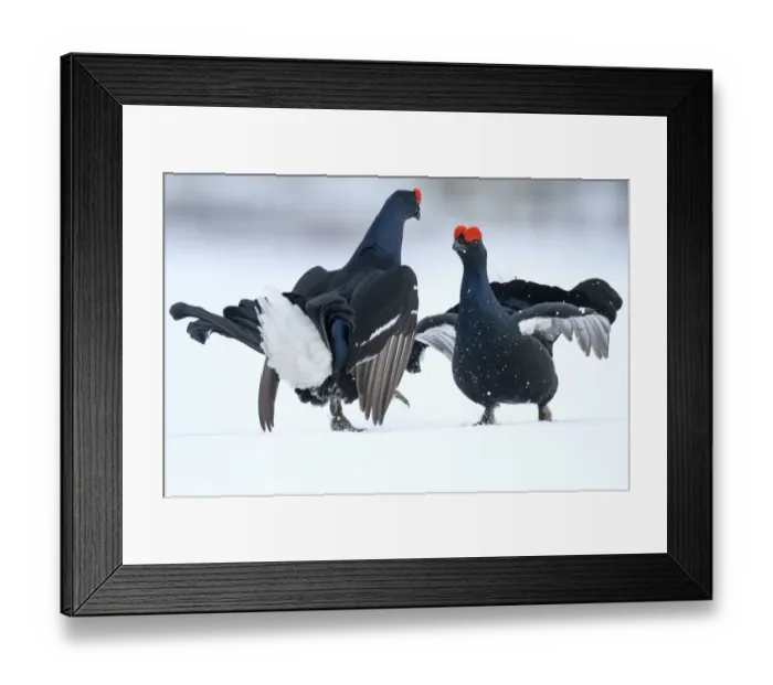 Framed Print : Black Grouse (Tetrao tetrix) males fighting at lek in the snow, Tver, Russia. April Framed Print : Black Grouse (Tetrao tetrix) males fighting at lek in the snow, Tver, Russia. April