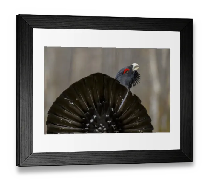 Framed Print : Western capercaillie (Tetrao urogallus) Tver, Russia. May Framed Print : Western capercaillie (Tetrao urogallus) Tver, Russia. May