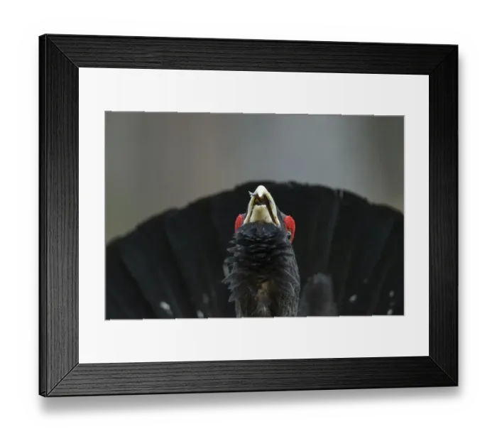 Framed Print : Western capercaillie (Tetrao urogallus) Tver, Russia. May Framed Print : Western capercaillie (Tetrao urogallus) Tver, Russia. May