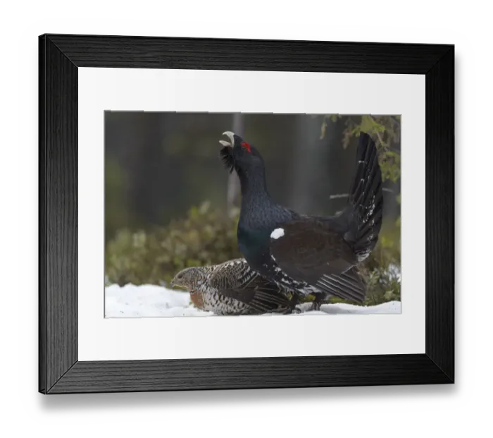 Framed Print : Western capercaillie (Tetrao urogallus) male calling at lek, with female, Tver, Russia Framed Print : Western capercaillie (Tetrao urogallus) male calling at lek, with female, Tver, Russia