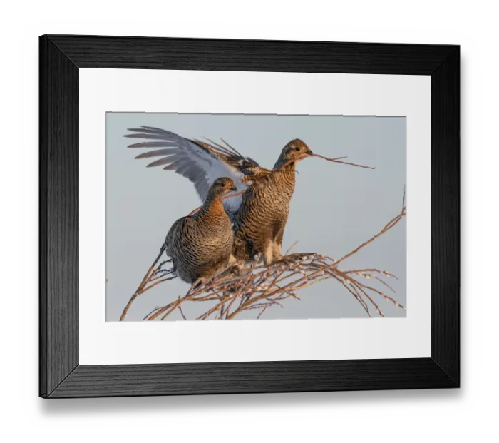 Framed Print : Black Grouse (Tetrao tetrix) females in tree in winter, Tver, Russia. April Framed Print : Black Grouse (Tetrao tetrix) females in tree in winter, Tver, Russia. April