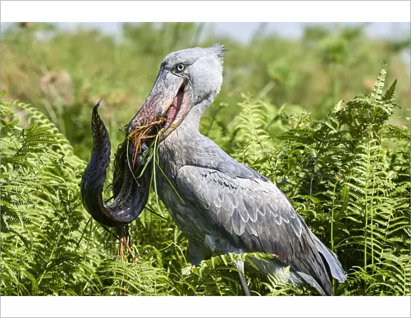 Shoebill stork (Balaeniceps rex) female feeding on a Spotted African lungfish (Protopterus