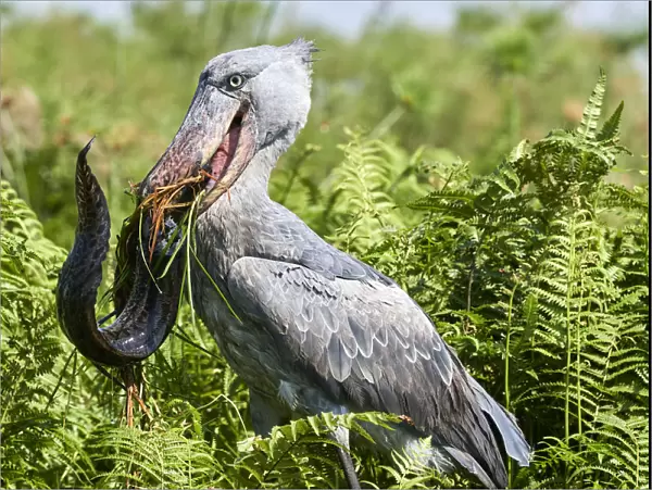 Shoebill stork (Balaeniceps rex) female feeding on a Spotted African lungfish (Protopterus