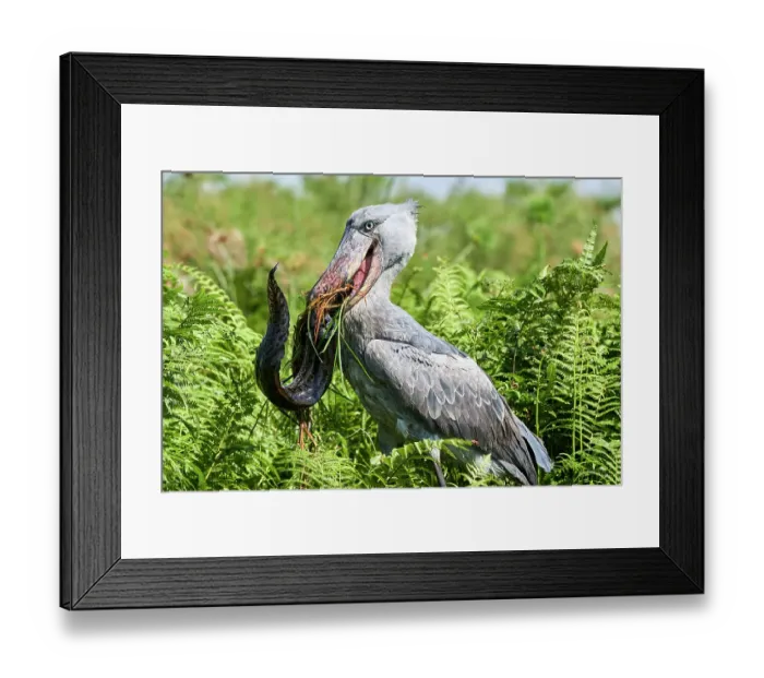 Framed Print : Shoebill stork (Balaeniceps rex) female feeding on a Spotted African lungfish (Protopterus Framed Print : Shoebill stork (Balaeniceps rex) female feeding on a Spotted African lungfish (Protopterus