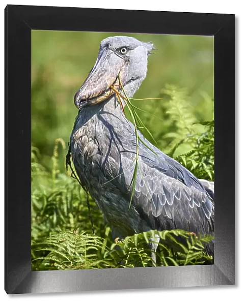Shoebill stork (Balaeniceps rex) after eating a Spotted African lungfish in the swamps of Mabamba