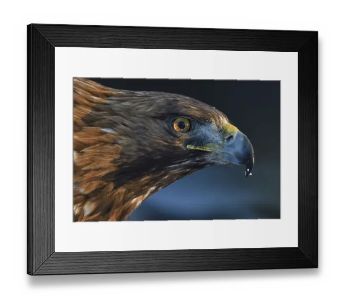 Framed Print : Golden eagle (Aquila chrysaetos) male head portrait, Kalvtrask, Vasterbotten, Sweden Framed Print : Golden eagle (Aquila chrysaetos) male head portrait, Kalvtrask, Vasterbotten, Sweden