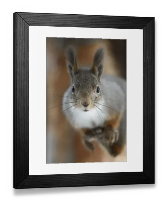 Framed Print : Red squirrel (Sciurus vulgaris) portrait, in winter pelage, Kalvtrask, Vasterbotten, Sweden Framed Print : Red squirrel (Sciurus vulgaris) portrait, in winter pelage, Kalvtrask, Vasterbotten, Sweden