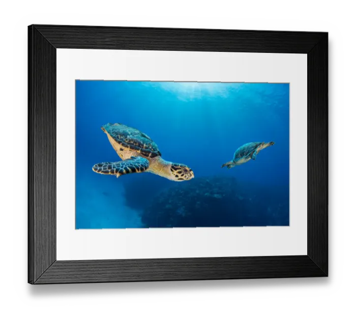 Framed Print : Hawksbill turtle (Eretmochelys imbricata) pair circling each other above coral reef Framed Print : Hawksbill turtle (Eretmochelys imbricata) pair circling each other above coral reef