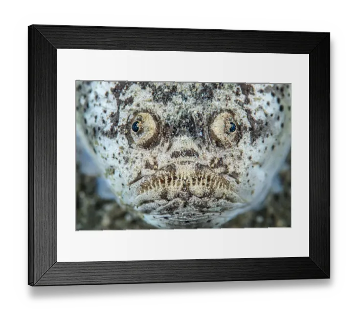 Framed Print : Reticulate stargazer (Uranoscopus sp. ) portrait. Ambon Bay, Ambon, Maluku Archipelago, Indonesia