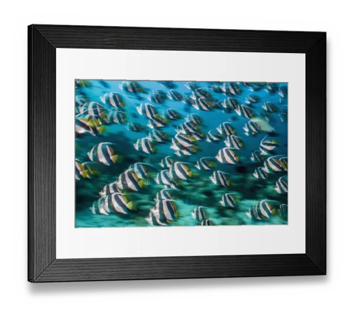 Framed Print : RF - Bannerfish (Heniochus diphreutes) schooling in coral reef. Long exposure. North Male Atoll Framed Print : RF - Bannerfish (Heniochus diphreutes) schooling in coral reef. Long exposure. North Male Atoll