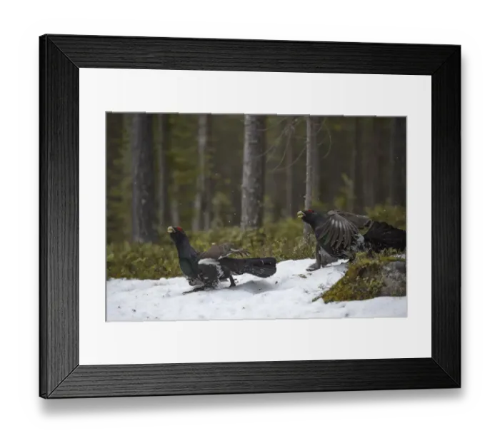 Framed Print : Western capercaillie (Tetrao urogallus) males at a lek, Tver, Russia. May Framed Print : Western capercaillie (Tetrao urogallus) males at a lek, Tver, Russia. May