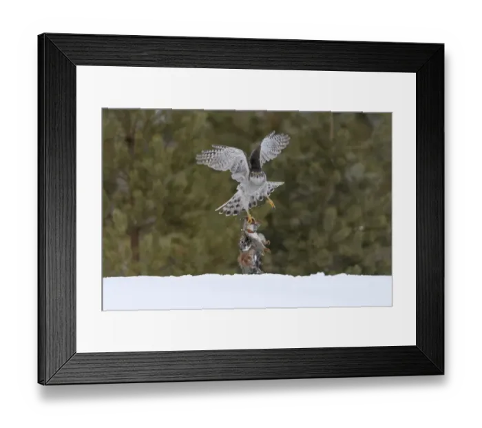 Framed Print : Northern goshawk (Accipiter gentilis) flying with squirrel prey, Finland. March Framed Print : Northern goshawk (Accipiter gentilis) flying with squirrel prey, Finland. March